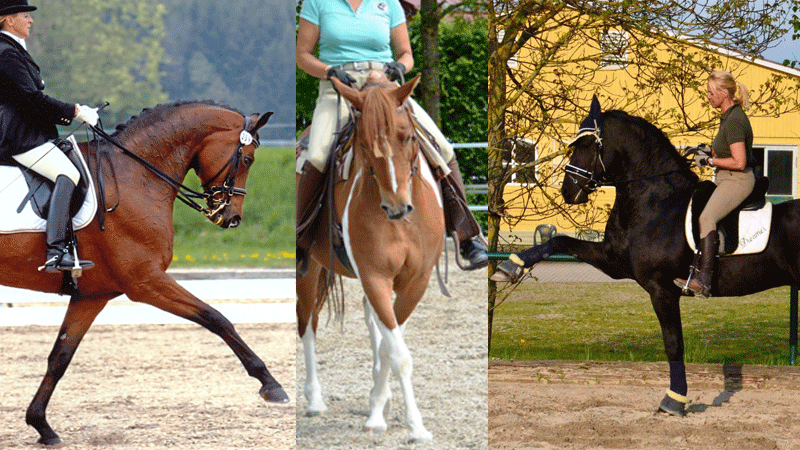 „Über den Rücken&nbsp;Reiten“