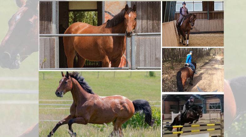 Bereits vergeben – Reitbeteiligung: Pferd sucht Mensch auf Gut&nbsp;Leimershof