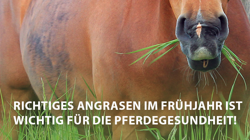 Angrasen nicht vergessen: So startet dein Pferd gesund in die&nbsp;Weidesaison