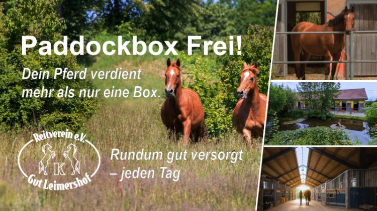 Paddockbox frei! – Pferdepension mit täglichem Koppelgang und liebevoller&nbsp;Betreuung